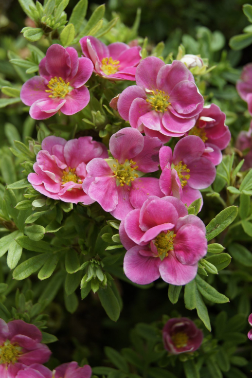 0000000potentilla.jpg